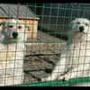 Coco und Cora - zwei Herzen, eine Seele
