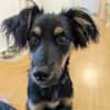 🐾 Peppi sucht seine für-immer-Familie 🐾