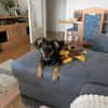 🐾 Peppi sucht seine für-immer-Familie 🐾