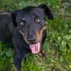 ROCCO  Cleverer Wirbelwind sucht aktive Menschen