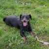 ROCCO  Cleverer Wirbelwind sucht aktive Menschen