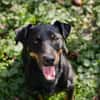 ROCCO  Cleverer Wirbelwind sucht aktive Menschen