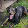 ROCCO  Cleverer Wirbelwind sucht aktive Menschen