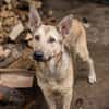 GRINDER  Vom Straßenhund zum treuen Begleiter
