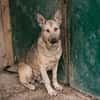 GRINDER  Vom Straßenhund zum treuen Begleiter