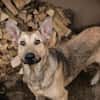 GRINDER  Vom Straßenhund zum treuen Begleiter