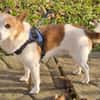 Suki ist ein Hund zum Verlieben