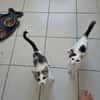Lily & Milo suchen gemeinsam ein Zuhause