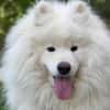 Samojedenrüde Haku