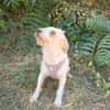 Parson Russel Mix Geri