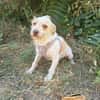 Parson Russel Mix Geri