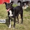 MERLE jetzt auf PS in 50170 Kerpen