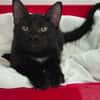 AIKO ( En cours d'adoption )