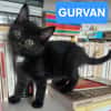 GURVAN À ADOPTER AVEC UN CHAT DÉJÀ PRÉSENT CHEZ VOUS