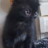 GURVAN À ADOPTER AVEC UN CHAT DÉJÀ PRÉSENT CHEZ VOUS