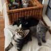 GURVAN À ADOPTER AVEC UN CHAT DÉJÀ PRÉSENT CHEZ VOUS