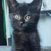 BLEIZ À ADOPTER AVEC UN CHAT DÉJÀ PRÉSENT CHEZ VOUS