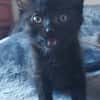 BLEIZ À ADOPTER AVEC UN CHAT DÉJÀ PRÉSENT CHEZ VOUS