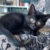 BLEIZ À ADOPTER AVEC UN CHAT DÉJÀ PRÉSENT CHEZ VOUS