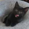 BLEIZ À ADOPTER AVEC UN CHAT DÉJÀ PRÉSENT CHEZ VOUS