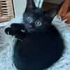 BLEIZ À ADOPTER AVEC UN CHAT DÉJÀ PRÉSENT CHEZ VOUS
