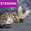 STERENN À ADOPTER AVEC UN CHAT DÉJÀ PRÉSENT CHEZ VOUS