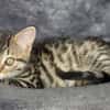STERENN À ADOPTER AVEC UN CHAT DÉJÀ PRÉSENT CHEZ VOUS