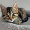 STERENN À ADOPTER AVEC UN CHAT DÉJÀ PRÉSENT CHEZ VOUS