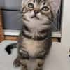ERELL À ADOPTER AVEC UN CHAT DÉJÀ PRÉSENT CHEZ VOUS