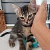 ERELL À ADOPTER AVEC UN CHAT DÉJÀ PRÉSENT CHEZ VOUS