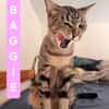 BAGGIE
