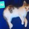 LOUNI À ADOPTER AVEC UN CHAT DÉJÀ PRÉSENT CHEZ VOUS