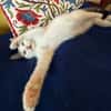 LOUNI À ADOPTER AVEC UN CHAT DÉJÀ PRÉSENT CHEZ VOUS