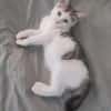 LOUNI À ADOPTER AVEC UN CHAT DÉJÀ PRÉSENT CHEZ VOUS