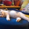 LOUNI À ADOPTER AVEC UN CHAT DÉJÀ PRÉSENT CHEZ VOUS