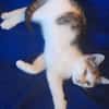 LOUNI À ADOPTER AVEC UN CHAT DÉJÀ PRÉSENT CHEZ VOUS