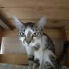 Prami