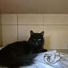 Titou