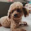 JETHRO