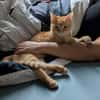 TCHOUTCHOU À ADOPTET AVEC UN CHAT DÉJÀ PRÉSENT CHEZ VOUS