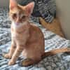 TCHOUTCHOU À ADOPTET AVEC UN CHAT DÉJÀ PRÉSENT CHEZ VOUS
