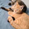 TCHOUTCHOU À ADOPTET AVEC UN CHAT DÉJÀ PRÉSENT CHEZ VOUS