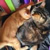 TCHOUTCHOU À ADOPTET AVEC UN CHAT DÉJÀ PRÉSENT CHEZ VOUS