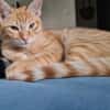 TCHOUTCHOU À ADOPTET AVEC UN CHAT DÉJÀ PRÉSENT CHEZ VOUS