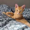TCHOUTCHOU À ADOPTET AVEC UN CHAT DÉJÀ PRÉSENT CHEZ VOUS