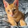 TCHOUTCHOU À ADOPTET AVEC UN CHAT DÉJÀ PRÉSENT CHEZ VOUS