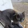 Grisou