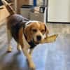 Hundedame TESSA