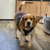 Hundedame TESSA