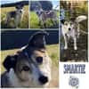 SMARTIE * freundlicher Spazierhund